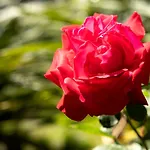 Le Rose - Misano World Circuit & B&B 미사노아드리아티코