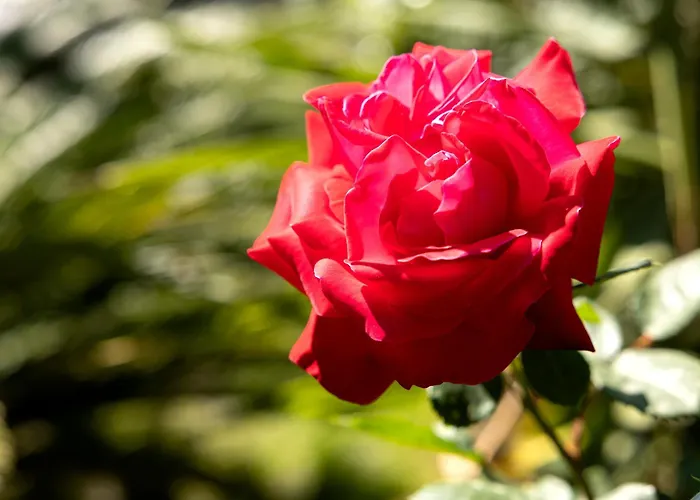 Frühstückspension Le Rose Mwc - Riviera Collection