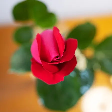 ベッド・アンド・ブレックファスト Le Rose - E Breakfast A 5 Min Dal Mare E Misano World Circuit 4*