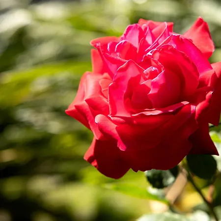 Bed & Breakfast Le Rose - 5 Minuti Dal Mare E Misano World Circuit