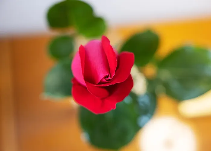 Bed & Breakfast Le Rose Mwc - Riviera Collection 4*